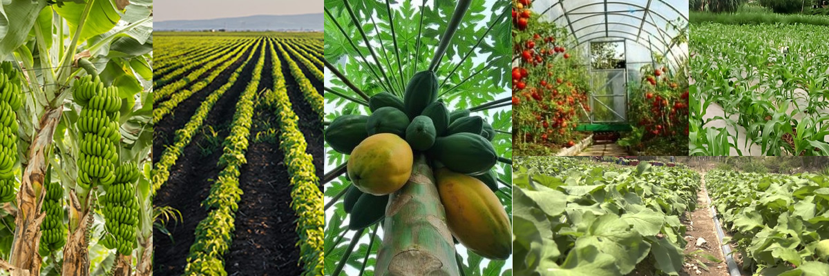 Agriculture,Élevage & Pêche 